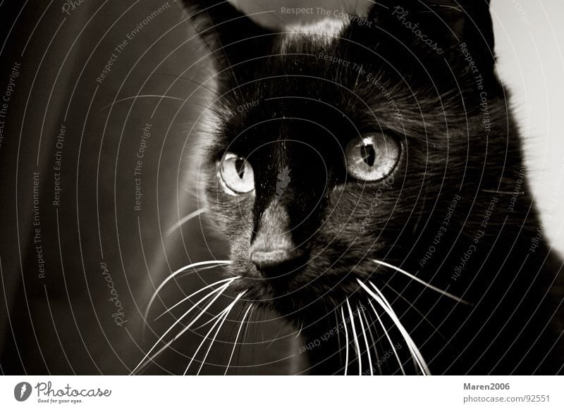 Sophi Tier Katze Schnurren Schnurrbarthaare beobachten aufregend Konzentration schwarz Spielen schön niedlich süß Säugetier Hauskatze Käfer Elektrizität Jagd