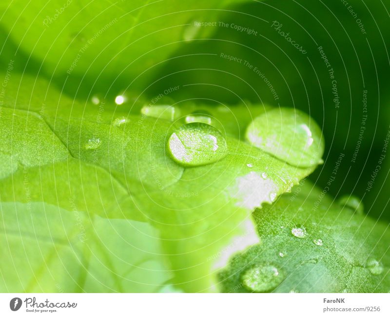Wassertropfen grün Blatt Makroaufnahme Nahaufnahme