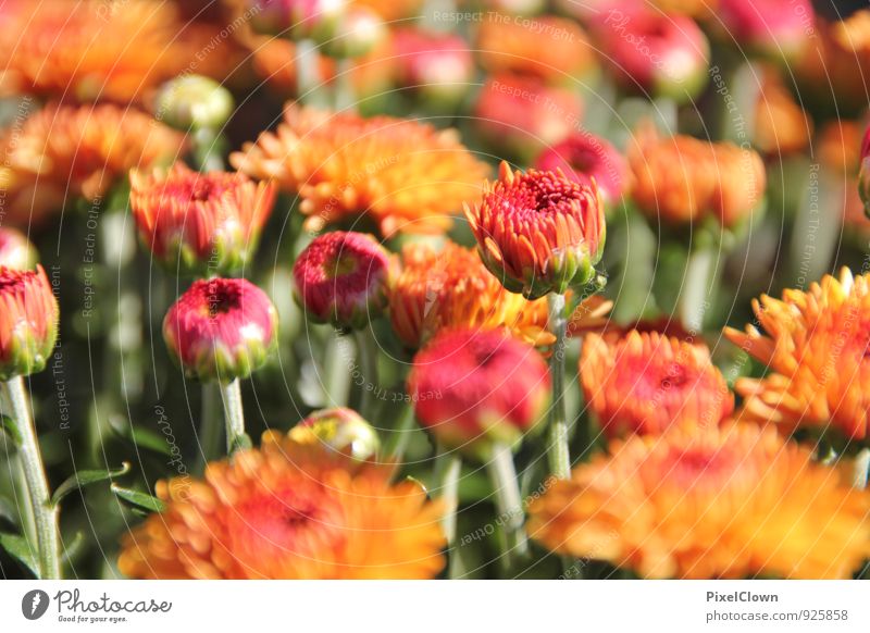 Blümchen Glück schön Körperpflege Garten Gartenarbeit Pflanze Blume Gras Blatt Blüte Grünpflanze Nutzpflanze Wildpflanze Park Wiese Blühend verblüht grün orange