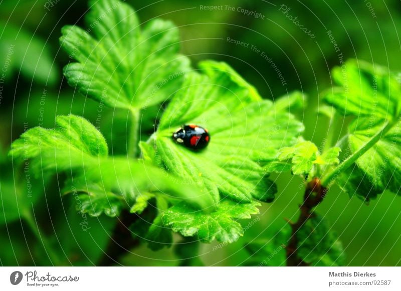 MARIENKÄFER Marienkäfer Insekt grün Tier klein Stengel Sträucher Baum Wachstum Umwelt Sommer Garten fliegen Flügel Käfer Natur