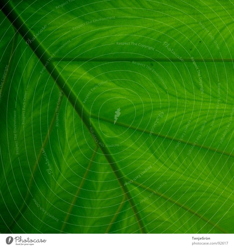 einfach nur "GRÜN" Botanik grün Blatt Faser Gitter Streifen parallel Muster Gefäße gemalt Garten Park Umwelt Zimmerpflanzen Strukturen & Formen Ast Farbe