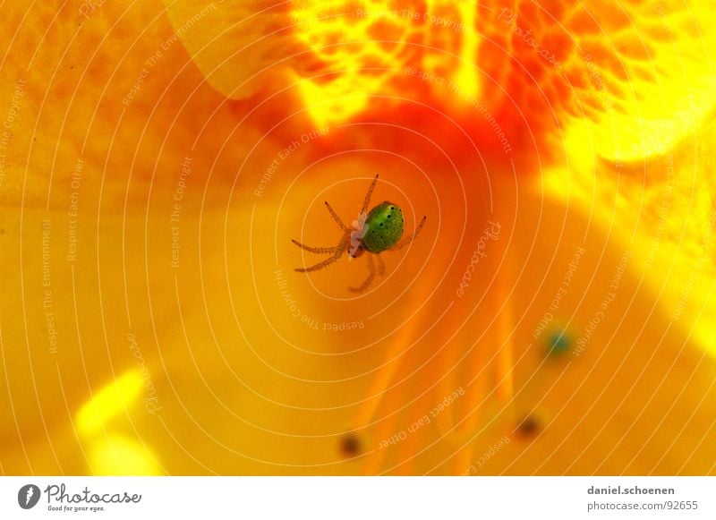 spiderman (der Echte) abstrakt Blume Blüte Frühling Sommer grün gelb rot mehrfarbig Spinne Makroaufnahme Nahaufnahme Detailaufnahme orange