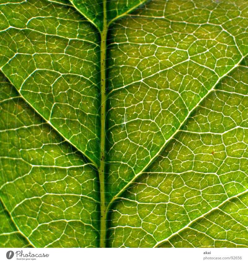 Das Blatt 10 Pflanze grün Botanik Pflanzenteile Kletterpflanzen pflanzlich Umwelt Sträucher Gegenlicht Hintergrundbild Baum nah Photosynthese reif Gefäße