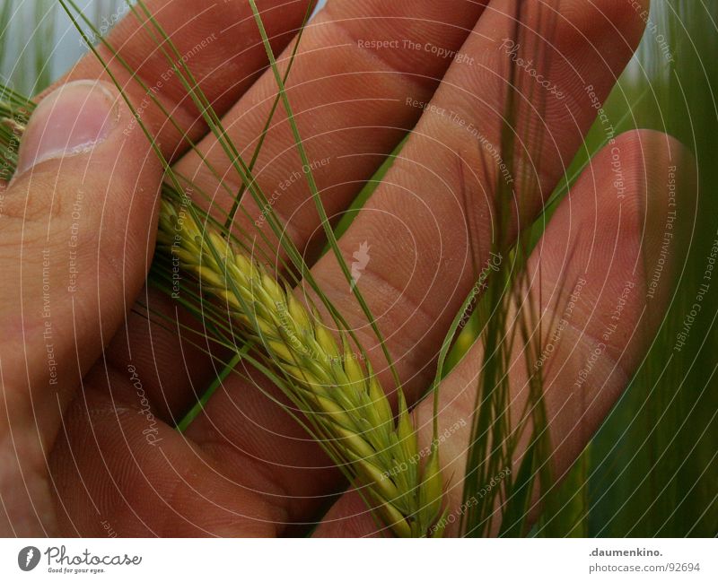 Oh Bauer... Hand Finger Aussaat Feld Streifen berühren Fingernagel Landwirt Gerste Weizen Ernährung Arbeit & Erwerbstätigkeit Vertrauen Getreide Wind Gefühle