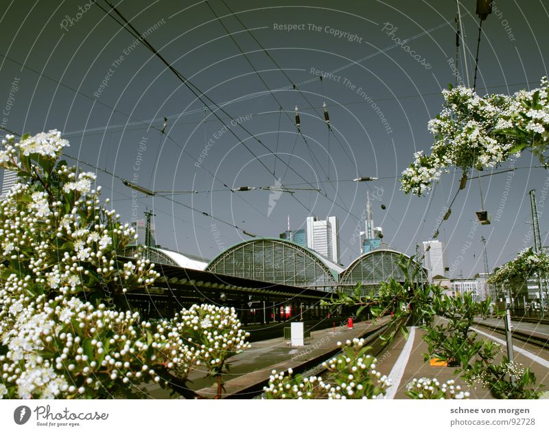 3.4 Frankfurt am Main Blume Baum Hochhaus Bahnhof Himmel Blühend Kontrast blau