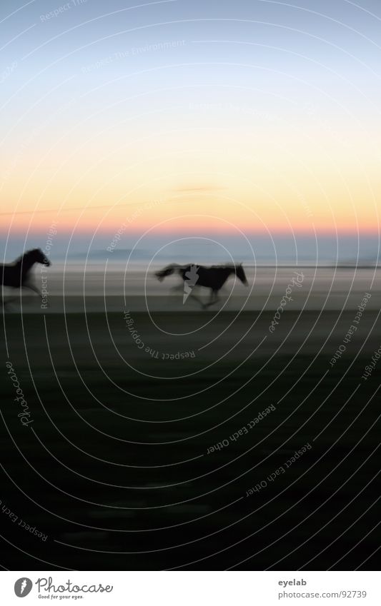 Fang mich, Bilitis ! Pferd Bodennebel Pferdenarr Araber Nebel Abenddämmerung Wiese grün Gras Sonnenuntergang Sommer schwarz Stimmung Sehnsucht Fernweh Horizont