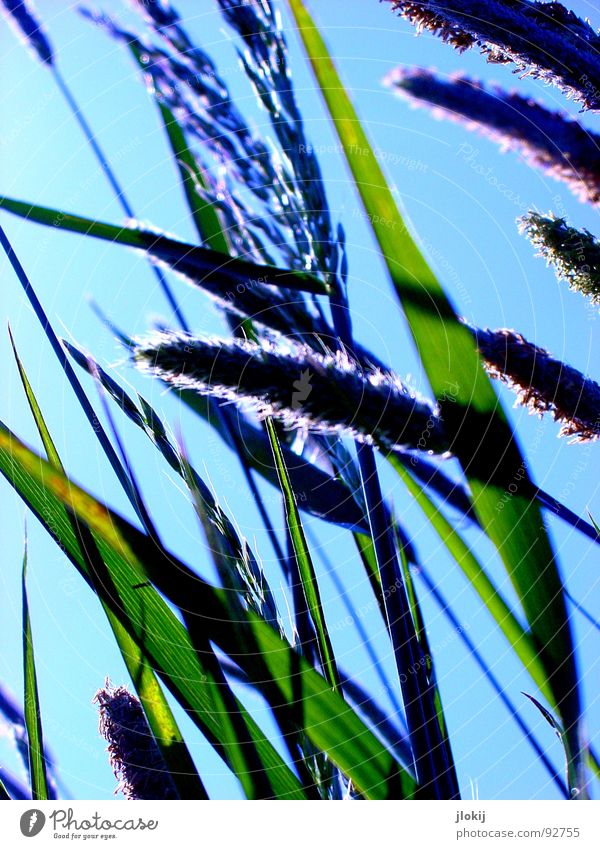 Gegen-Licht-Gestalten V Gras grün Gegenlicht Allergiker Pflanze Wiese Frühling Wachstum glänzend Halm Stengel Ähren Feld Blühend Bewegung Wind hauch blau Himmel