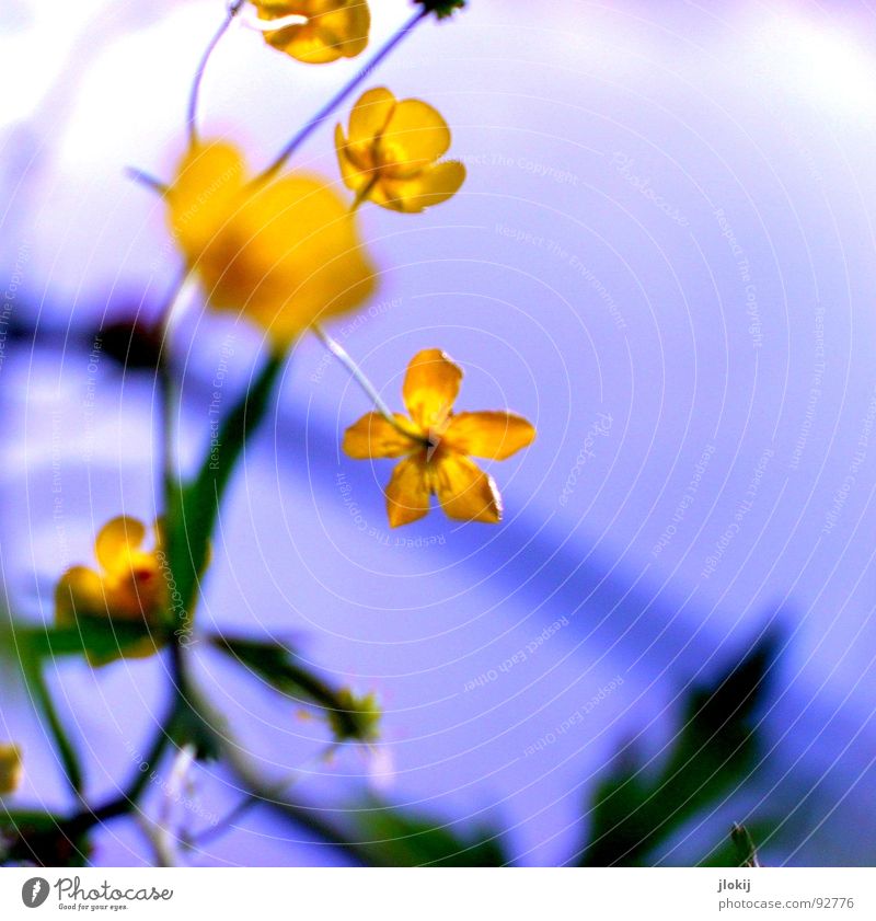 Nix für bit.it's Blütensalat Hahnenfuß Scharfer Hahnenfuß gelb Europa Wiese Straßenrand Feld Wegrand Gift Stengel Gegenlicht Zierpflanze Pflanze Staubfäden
