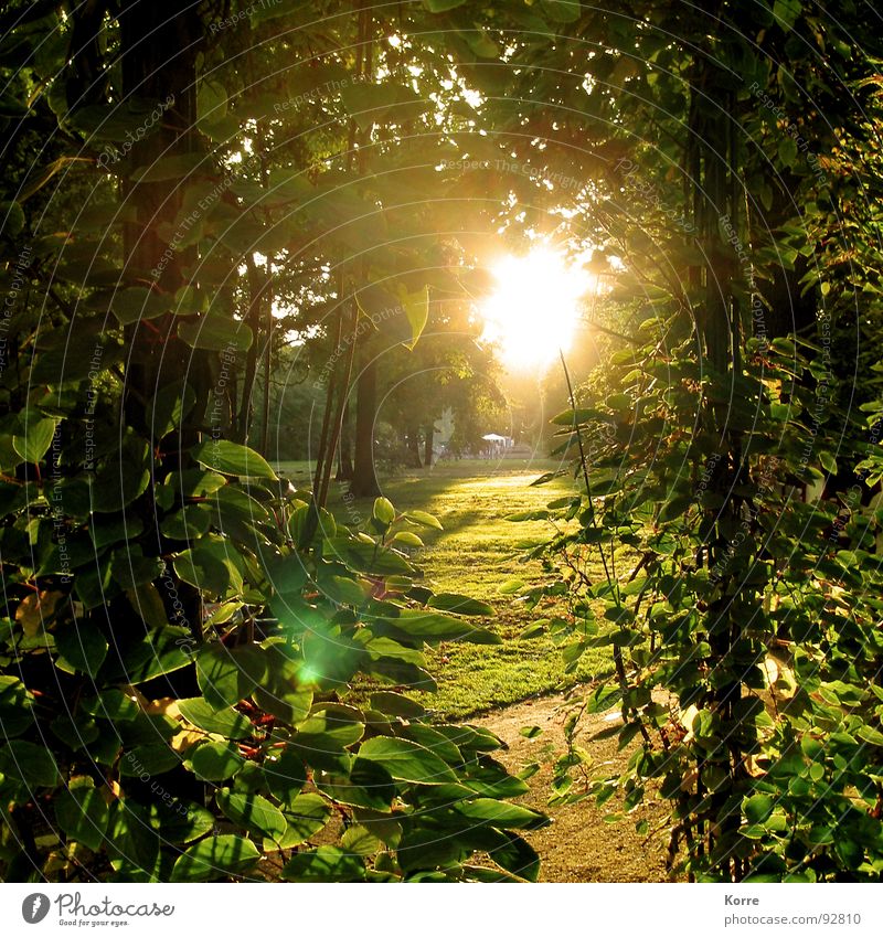 Schön. Farbfoto Außenaufnahme Menschenleer Abend Licht Sonnenlicht Sonnenaufgang Sonnenuntergang Gegenlicht Leben harmonisch Zufriedenheit ruhig Garten
