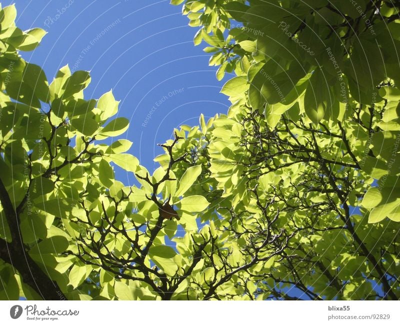 Blätterdach Blatt Dach Baum Gegenlicht Schönes Wetter Beleuchtung Sommer Physik mehrere Makroaufnahme Nahaufnahme Himmel durchsichtig sun sunny tree Wärme viele