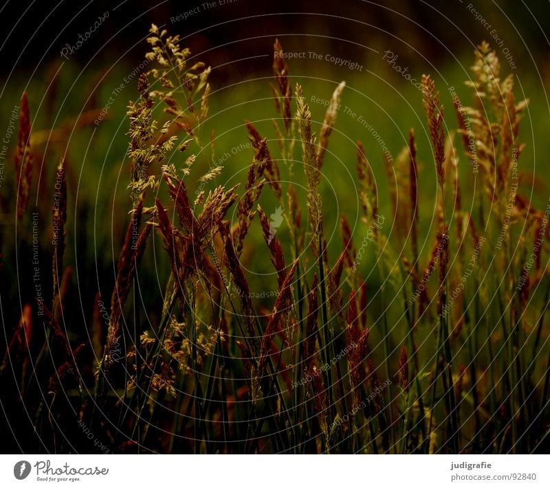 Gras gelb Stengel Halm Ähren glänzend schön weich Rauschen Wiese zart beweglich sensibel federartig Pflanze Sommer Vergänglichkeit gold orange Wind Pollen rispe