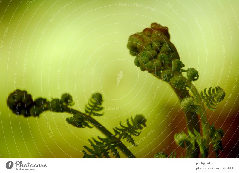 Farn Pflanze Faust grün zusammengerollt Wachstum gedeihen Makroaufnahme Nahaufnahme polypodiophyta Trieb pteridophyta Echte Farne Jungpflanze Kraft Natur Leben