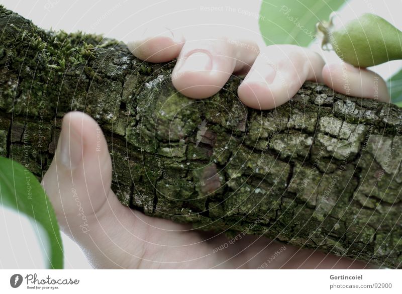 Natürlich Haut Mensch Hand Finger Baum Holz festhalten Fingernagel Baumrinde Griff umschließen Ast Zweig Farbfoto Gedeckte Farben Außenaufnahme Nahaufnahme