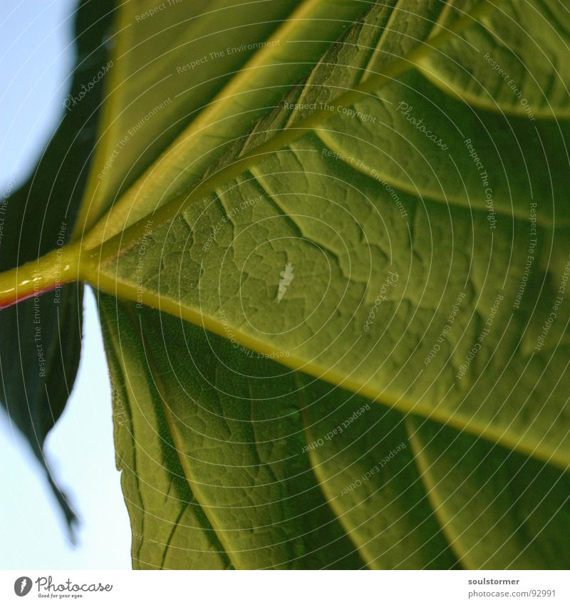Unter dem Schirm... Blatt grün Pflanze Blume Stengel Gefäße Unschärfe Faser Frühling Makroaufnahme Nahaufnahme blau Strukturen & Formen Unterseite Regenschirm