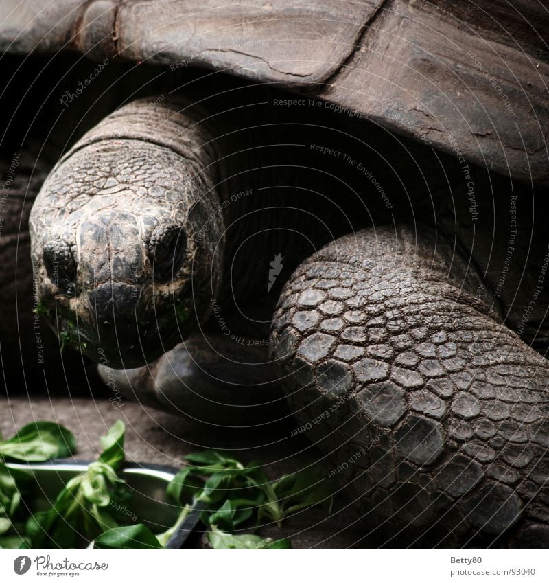Kassiopeia Schildkröte Riesenschildkröte Reptil Elefantenschildkröte Tier gepanzert Panzer Landschildkröte Fressen