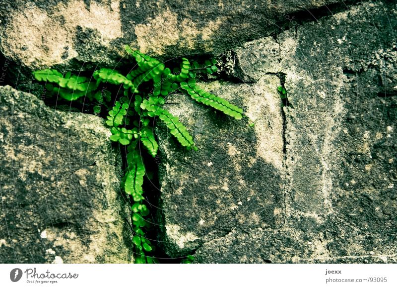 Man schlägt sich so durch … bedrängen einrichten Durchsetzungsvermögen eingeengt Fuge Gemäuer Granit grau grün Mauer Pflanze Furche Schlitz Steinwand Wand