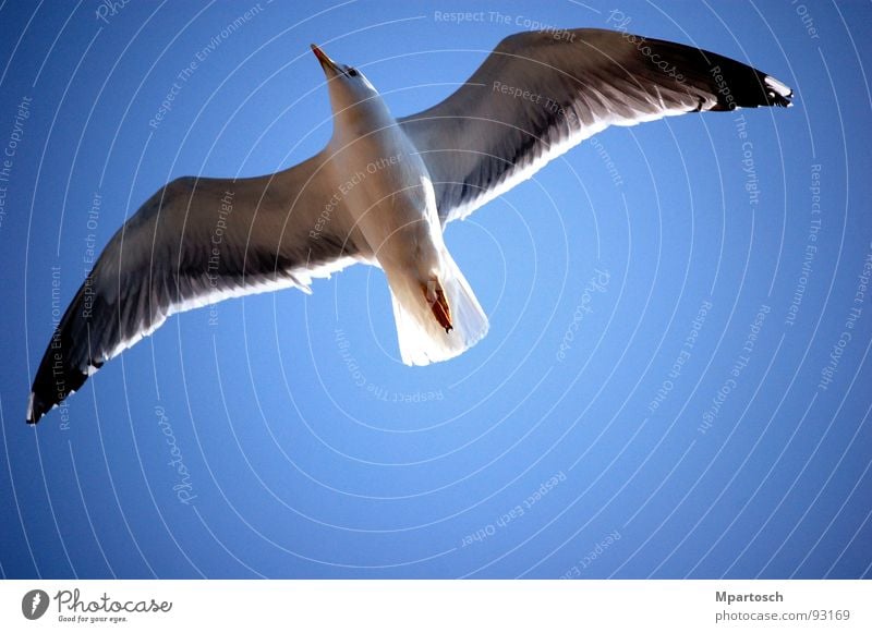 Grenzenlose Freiheit Möwe gleiten aufsteigen Unendlichkeit Vogel Luft Wärme blau Himmel fliegen Ausstieg frei