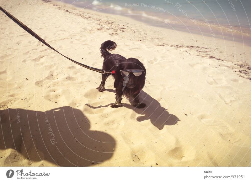 Beach-Boy Lifestyle Stil Freizeit & Hobby Ferien & Urlaub & Reisen Sommer Sommerurlaub Strand Meer Sand Küste Mode Accessoire Sonnenbrille Tier Haustier Hund 1