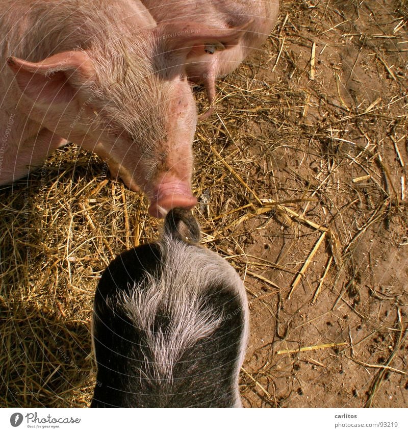 Ich erkenn dich am Geruch Glücksbringer Glücksschwein Schwein Ferkel Schweinerei Schwanz rosa Bauernhof Landwirtschaft Säugetier scheckig Tierzucht Schweineohr