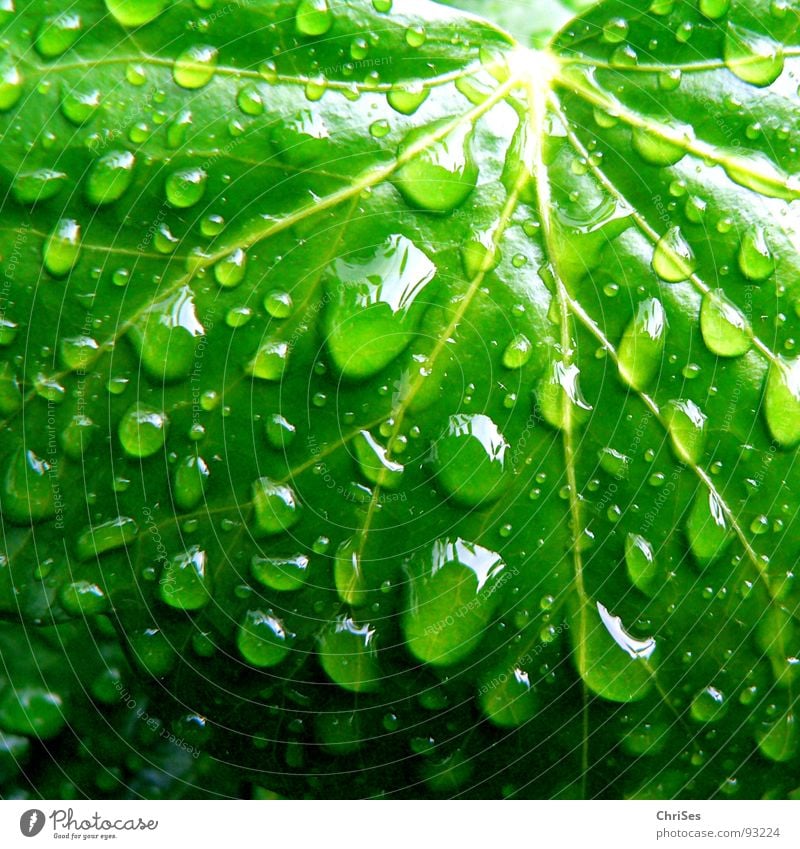 Regentropfen 01 Blatt grün Efeu nass feucht Pflanze Grünpflanze Kletterpflanzen Frühling Botanik Makroaufnahme Nahaufnahme Bad Wassertropfen