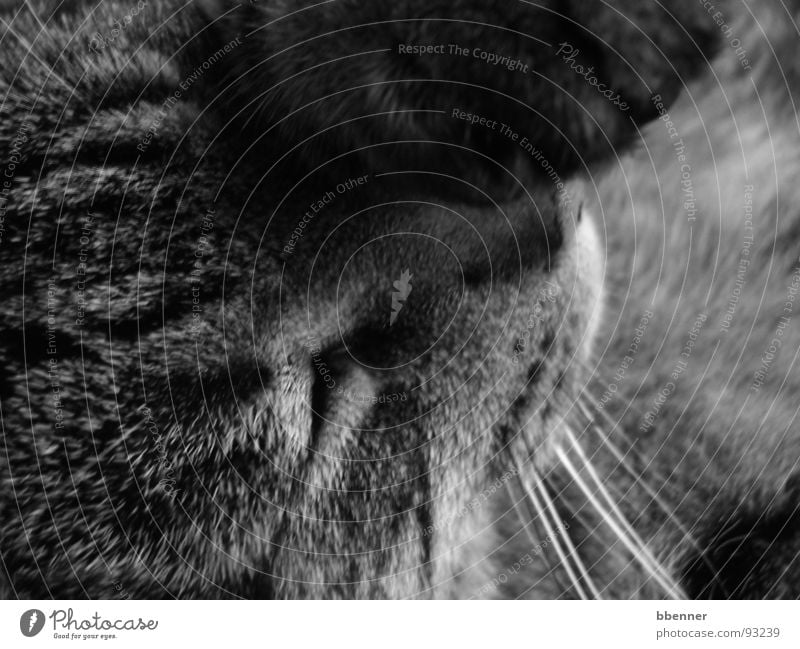 Tigerkatze Katze Pfote schlafen Säugetier Schwarzweißfoto Getigert Auge Nase