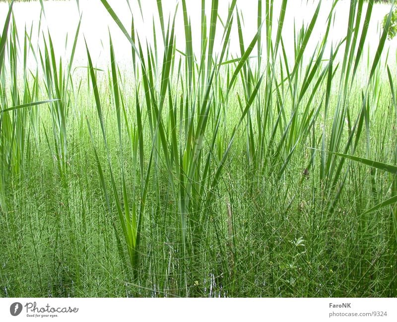 Schilff Gras grün schilff Natur Pflanze