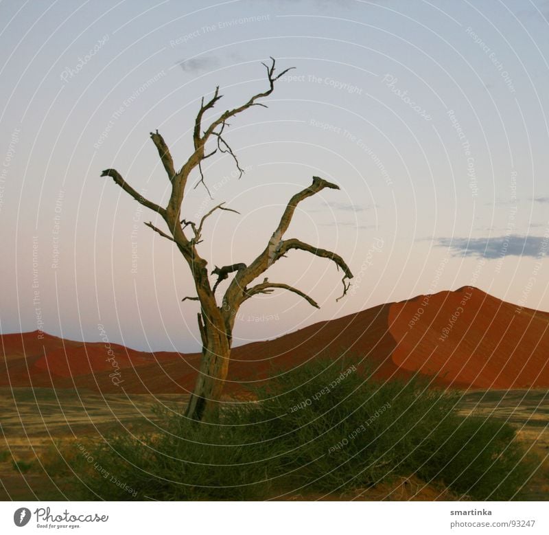 Frühaufsteher Sandkorn Baum Einsamkeit Skelett Staub harmonisch Koloss trocken heiß Namibia Sossusvlei Wüste Afrika Sandgigant Tod Respekt Stranddüne dünn