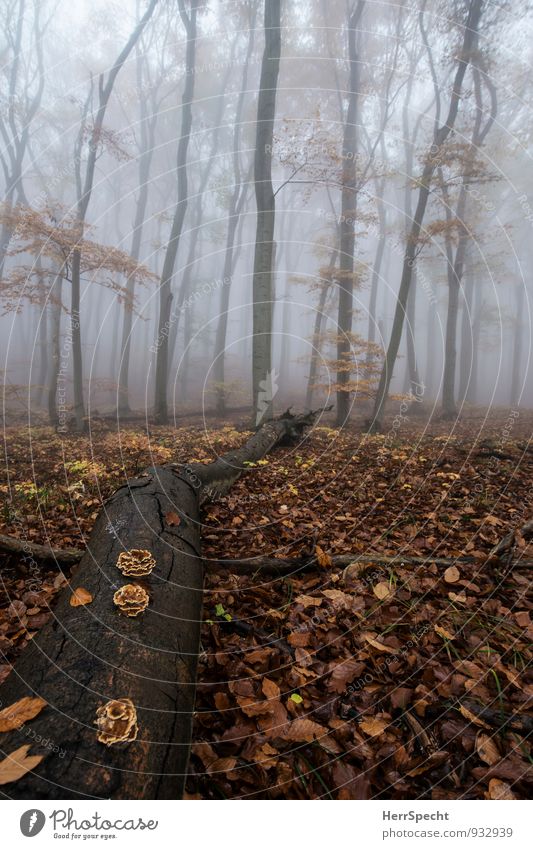 Liegen bleiben Umwelt Natur Landschaft Herbst schlechtes Wetter Nebel Baum Wald Wien Stadtrand alt ästhetisch außergewöhnlich gruselig natürlich braun grau