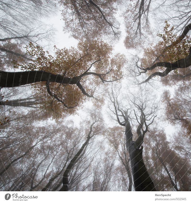 Schwammerlperspektive Umwelt Natur Himmel Herbst Nebel Baum Wald Wien Österreich ästhetisch außergewöhnlich bedrohlich natürlich braun grau Wiener Wald Laubbaum