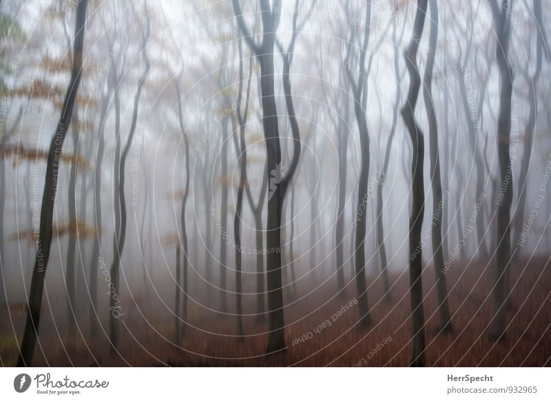 Novemberstimmung Umwelt Natur Landschaft Herbst schlechtes Wetter Nebel Baum Laubbaum Buche Buchenwald Wald Wien Wiener Wald Österreich Stadtrand dunkel