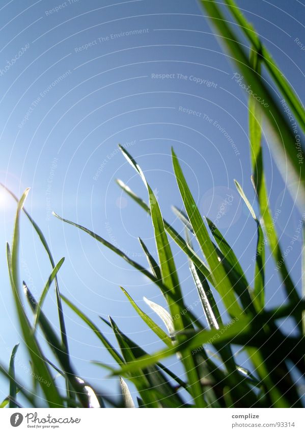 Wunschgras Gras Makroaufnahme Blende Sonnenstrahlen himmelblau Halm Wiese Reflexion & Spiegelung grün Froschperspektive Pflanze Wachstum Reifezeit Sommer rein