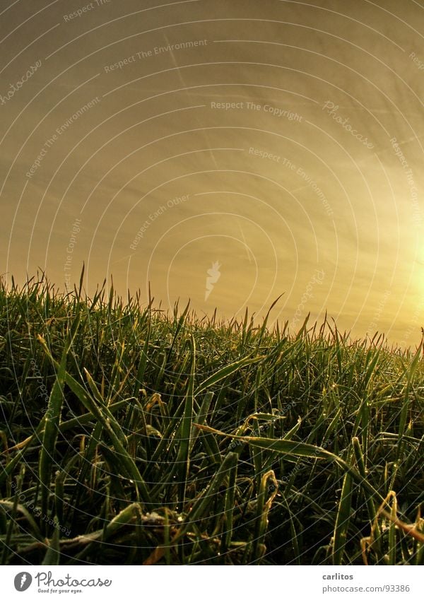 es geht bergab ... vorhersagen Reifezeit Gras Wiese Froschperspektive Morgennebel Weißabgleich Wiedervereinigung Trendwende es geht bergauf