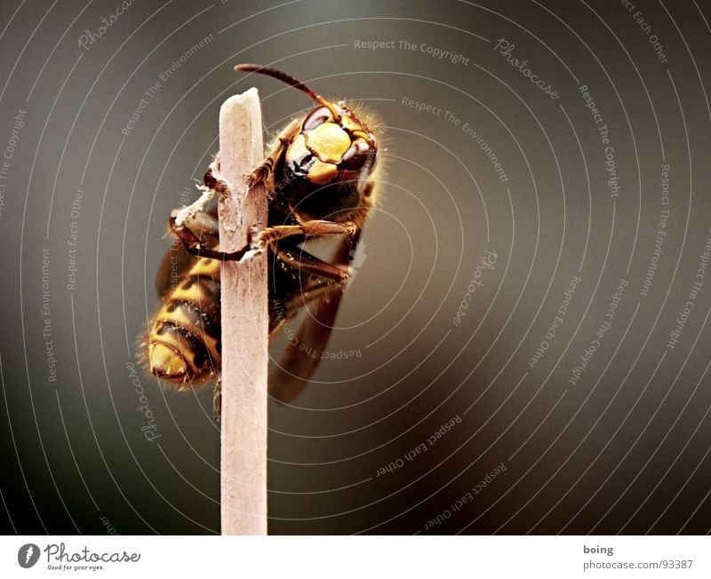 Hornissenstock König Stich stechen festhalten Klammer Halt Insekt Klettern Umweltschutz Artenreichtum Streuobstwiese Kiefer Biene Wespen Imker Honig