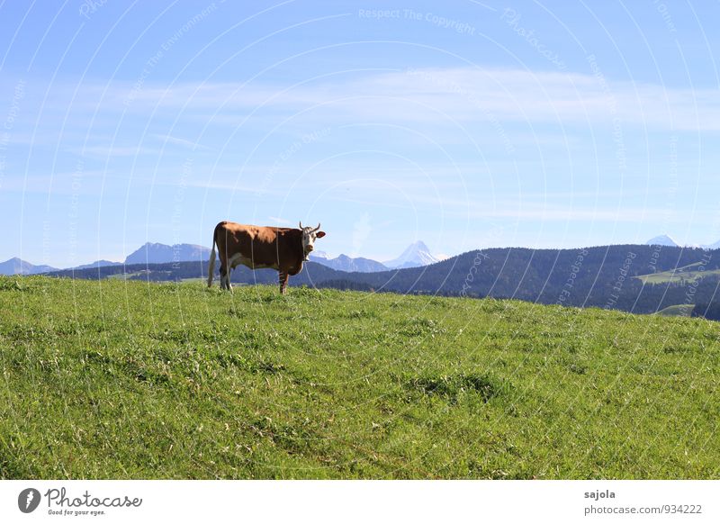 schweizer kuh Umwelt Natur Landschaft Pflanze Tier Himmel Wolken Herbst Gras Alpen Berge u. Gebirge Schreckhorn Nutztier Kuh 1 stehen nachhaltig natürlich blau