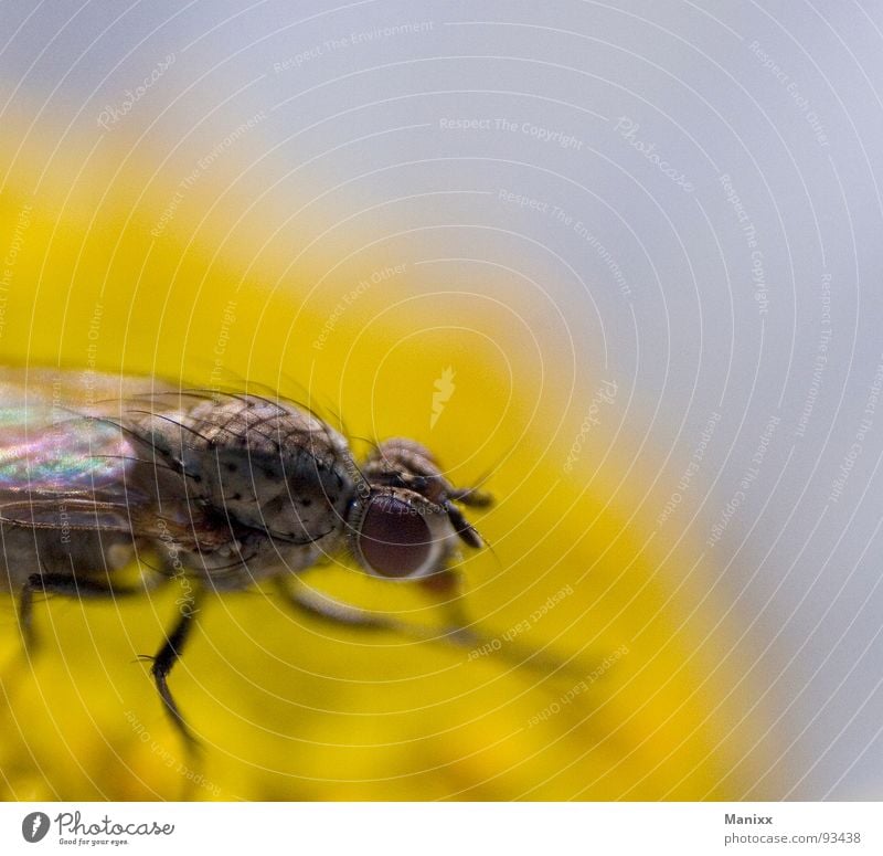Puck Insekt Stechmücke Makroaufnahme Blume Sommer Nahaufnahme Fliege Haare & Frisuren Auge