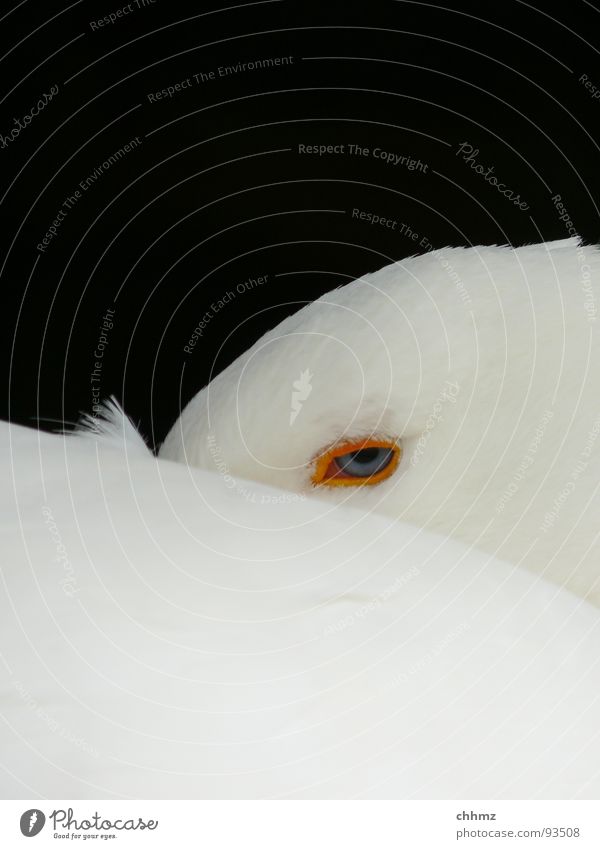 pass bloß auf Gans Schnabel Neugier gefährlich Froschperspektive Daunen Wachsamkeit Blick weiß Vogel Hals Feder Knopfaugen. schläfrig Müdigkeit Auge