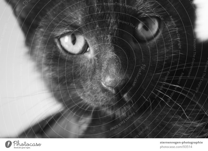 meow. Katze Tierporträt Säugetier kitten wepe Schwarzweißfoto Katzenauge Hauskatze