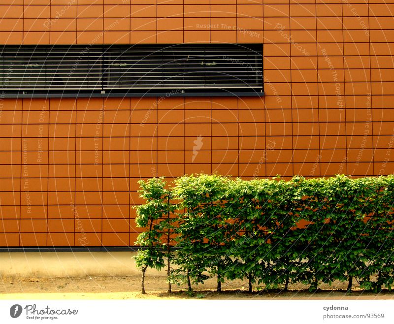 Orange Rechteck Hecke Wand Fenster minimalistisch grün Stadt Stil Architektur modern Detailaufnahme Linie neu orange Ecke Perspektive Maske