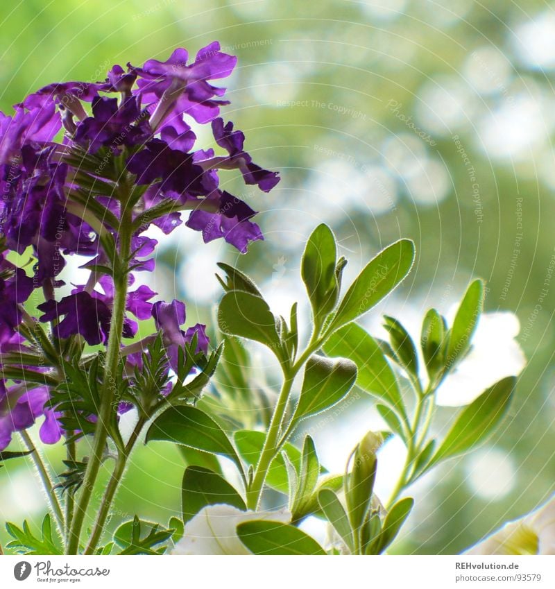 lilagrün im einklang violett Blume Pflanze Beet Wachstum gedeihen Blüte schön Terrasse Frühling Garten Park verbenen Natur Blühend Schatten xxee
