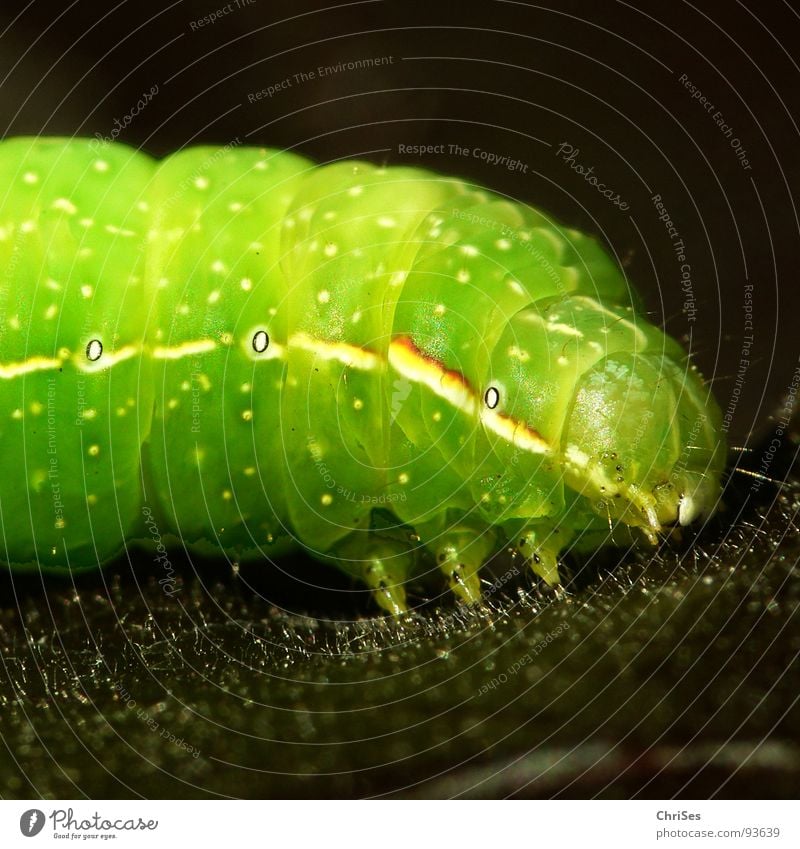 Raupe der Pyramideneule ( Amphipyra pyramidea ) grün Schmetterling weiß Tier Insekt Fressen Frühling Pflanze Appetit & Hunger Makroaufnahme Nahaufnahme Linie