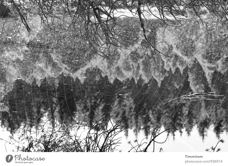 Moorsee. Umwelt Natur Landschaft Pflanze Wasser schlechtes Wetter Baum See Blick ästhetisch natürlich grau silber weiß Gefühle Schwarzweißfoto Zweige u. Äste