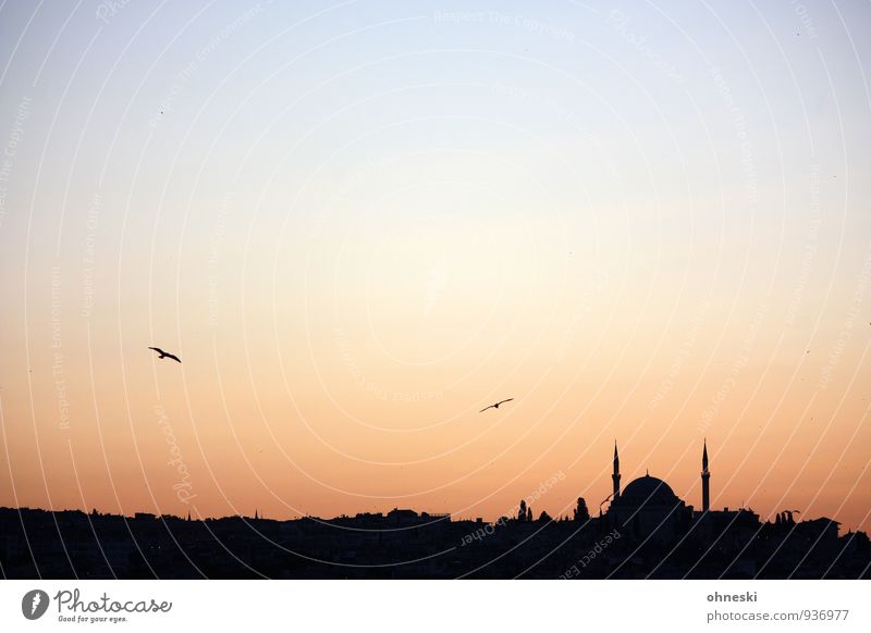 Morgenland Istanbul Türkei Stadt Bauwerk Gebäude Architektur Moschee Vogel Horizont Ferien & Urlaub & Reisen Religion & Glaube Ferne Islam Farbfoto