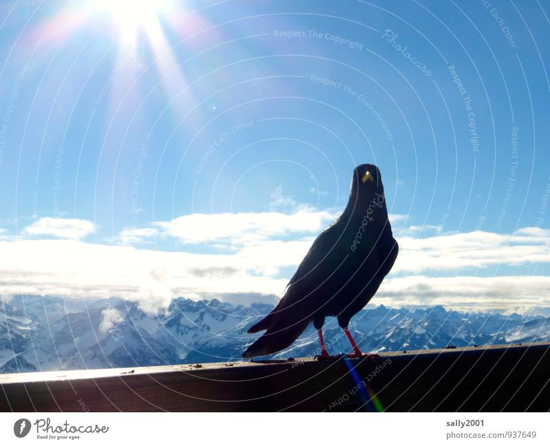 ein sonniges HAPPY BIRTHDAY... Natur Himmel Sonne Winter Schönes Wetter Alpen Berge u. Gebirge Gipfel Schneebedeckte Gipfel Tier Vogel Dohle Krähe Rabenvögel 1