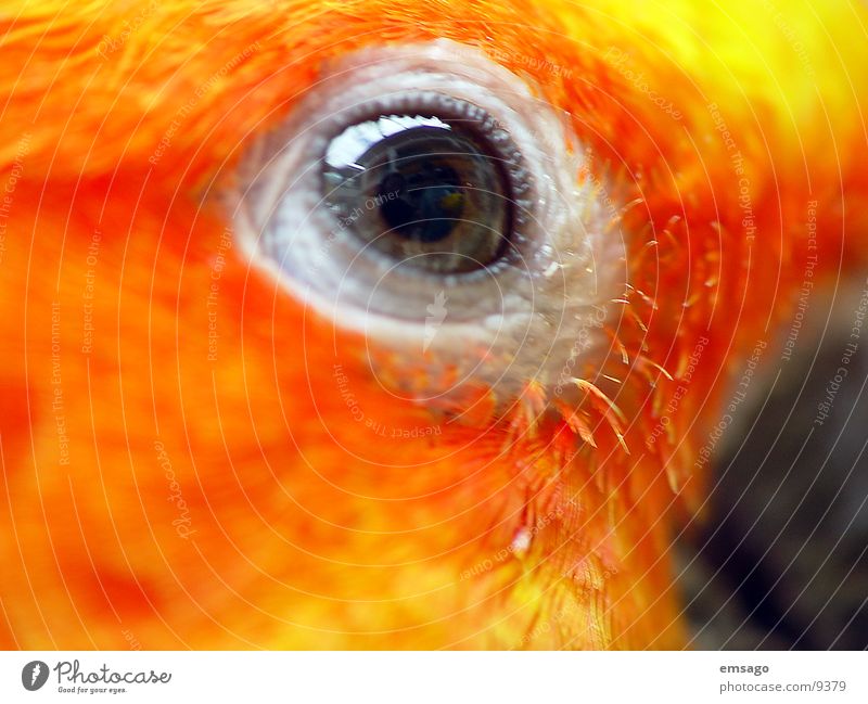 Ich sehe dich Papageienvogel gelb Makroaufnahme Auge orange Farbe Feder