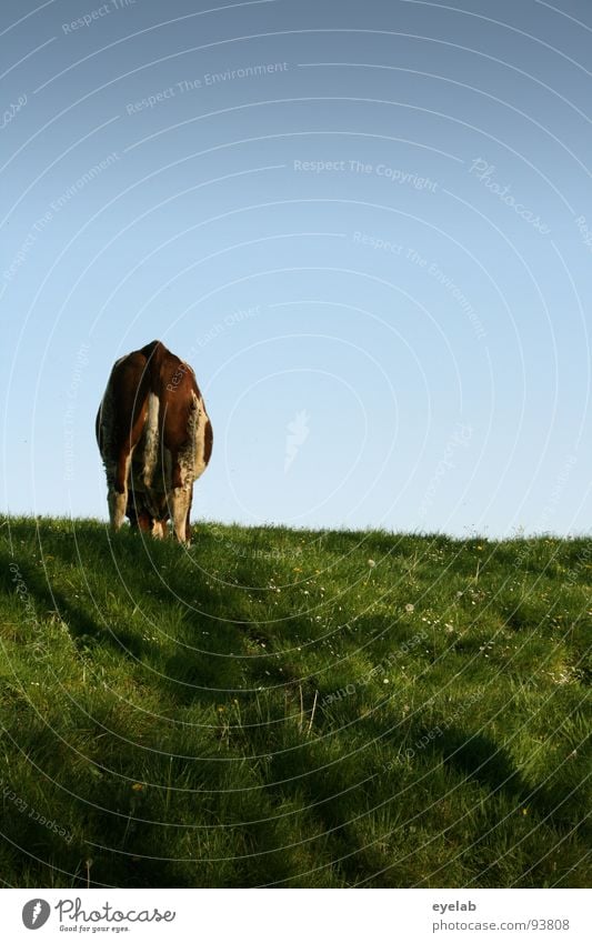 ..mich mal......(Bewegungsstudie 12:00) Kuh Rind Vieh braun Deich Gras Wiese frisch Ernährung Fressen hochwürgen Blick Schwanz Schnauze Milchkuh Euter