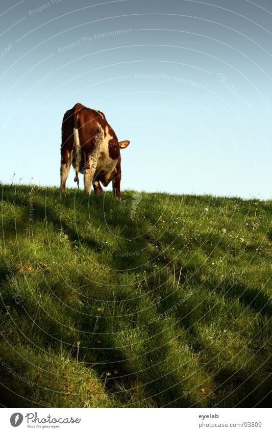 ...kannst......(Bewegungsstudie 01:00) Kuh Rind Vieh braun Deich Gras Wiese frisch Ernährung Fressen hochwürgen Blick Schwanz Schnauze Milchkuh Euter