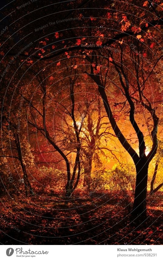 Düstere Visionen in Schwarz, Rot, Gold Fußballplatz Natur Landschaft Pflanze Nachthimmel Herbst Baum Sträucher Park Wald Salow leuchten bedrohlich dunkel