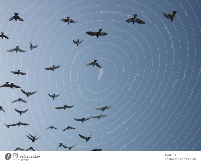 taubenfarm Vogel Taube Himmel blau Luftverkehr fliegen Schwarm