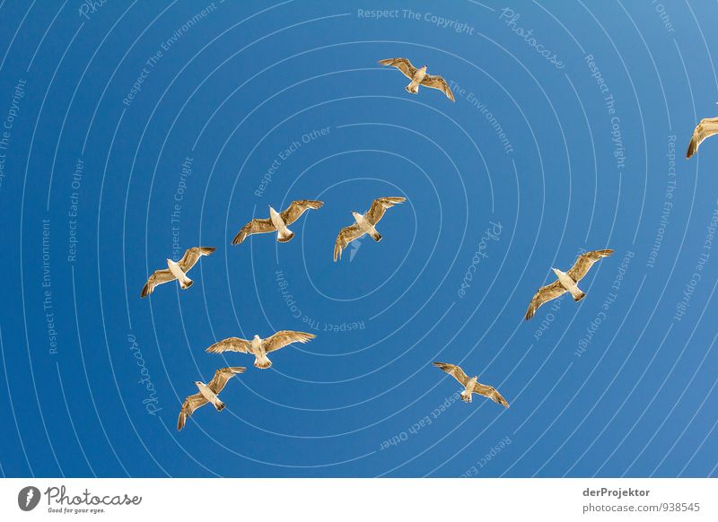 Fliegt Vögel fliegt... Umwelt Natur Tier Luft Himmel Wolkenloser Himmel Sommer Schönes Wetter Küste Meer Vogel Tiergruppe Schwarm Gefühle Stimmung Optimismus