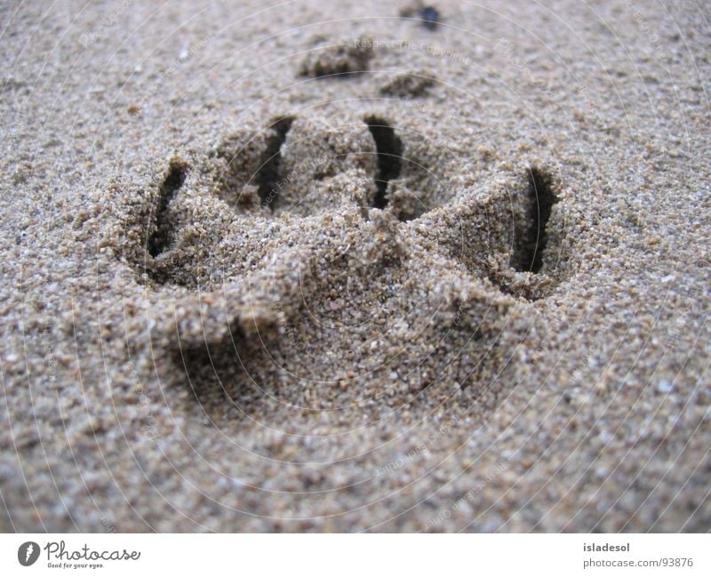 Spuren im Sand Stimmung Tier weich 100 Meter Lauf Makroaufnahme Nahaufnahme Kraft Strand Küste Spurensuche laufen Freude
